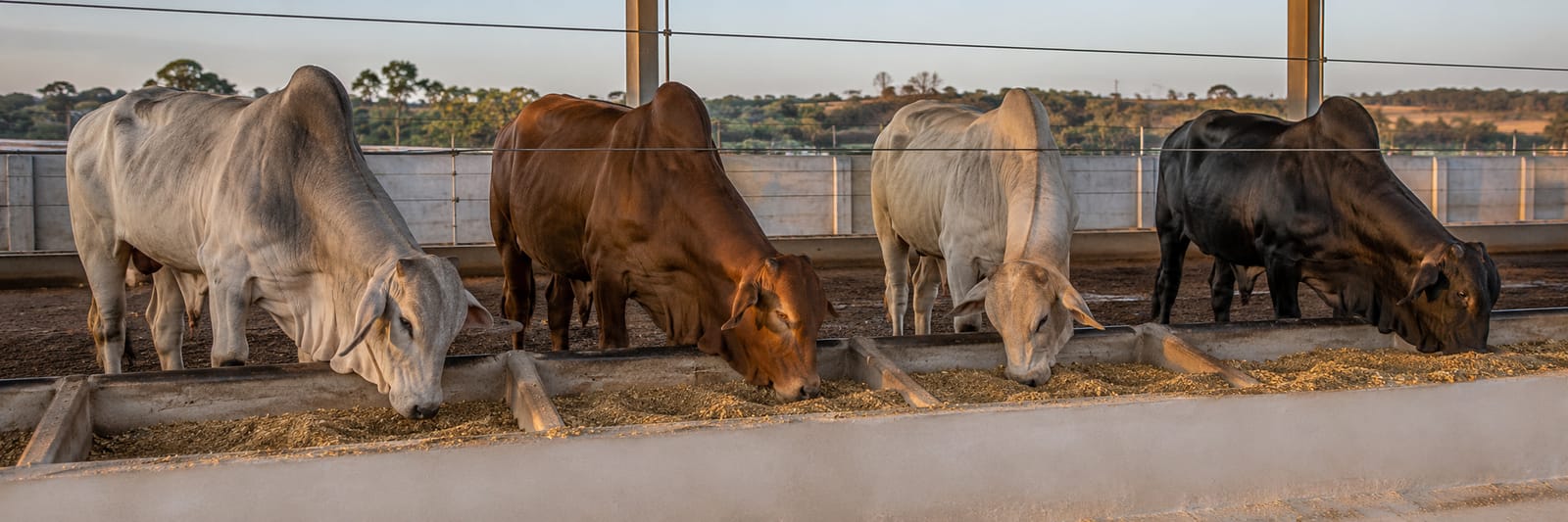 Bovinos de corte Nelore se alimentando lado a lado em cocho de confinamento ao amanhecer